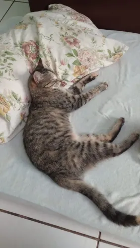 Adoção responsável: Gata adulta