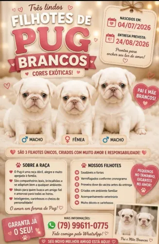 BEBEZINHOS DE PUG CHEIOS DE AMOR