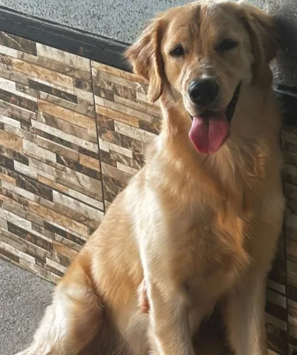 Golden Retriever Britânico Macho