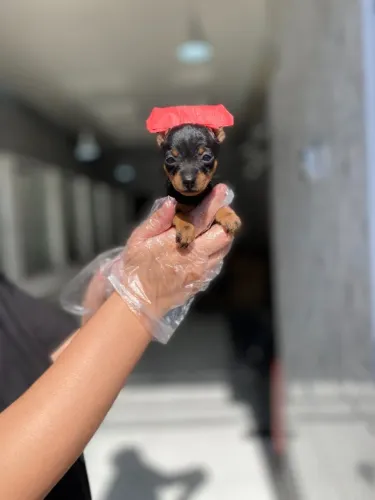 Pinscher Miniatura- fêmea pretinha e canela com garantias de tamanho e padrão da raça-Dani
