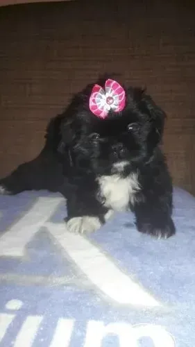 Shih tzu femea branca e preta mini 55 dias 
