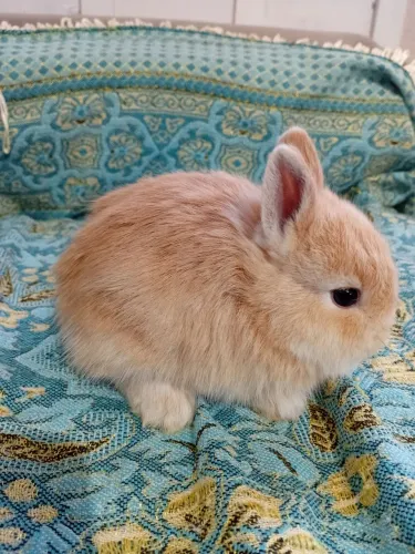 Mini coelho Netherland
