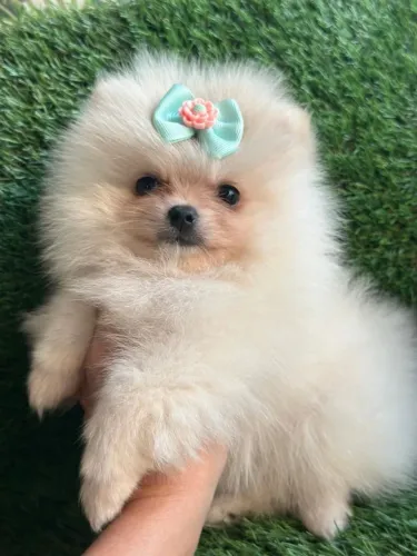 Spitz Alemão Anã - Uma Princesa Linda.
