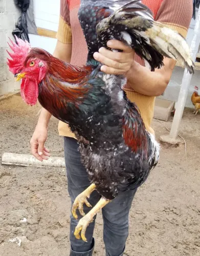 Galo é galinhas Gabriel balão sertanejo mil flores pra sair rapido