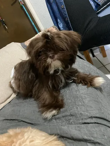 Shih-tzu fêmea de 6 meses