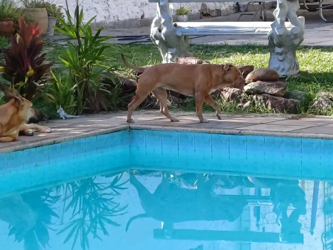 Limpador de piscina