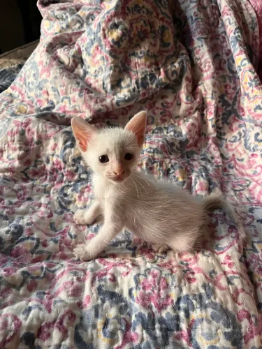 Gatos machos de um mês