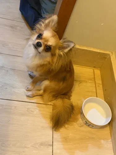 Chihuahua cruza