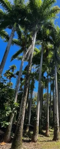 Palmeira adulta 8 e 12 mts