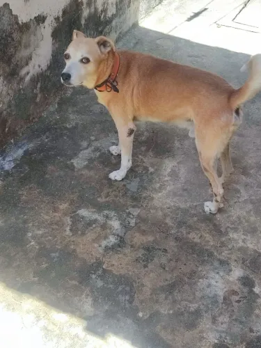 Cachorro vira-lata
