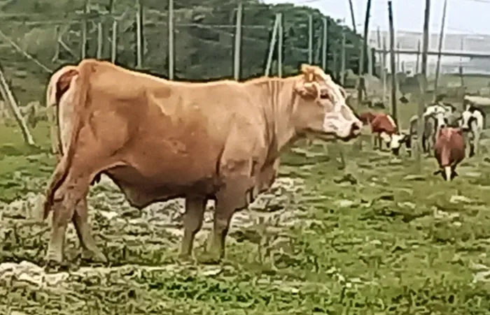 Vendo vaca de corte excelente genética.