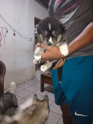 Filhote de husky siberiano