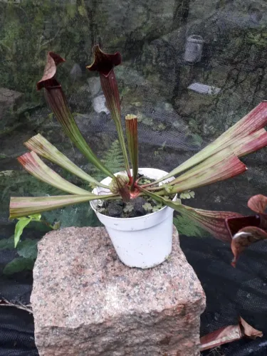 Muda de Sarracenia Sp. - Planta carnívora - Porto Alegre RS