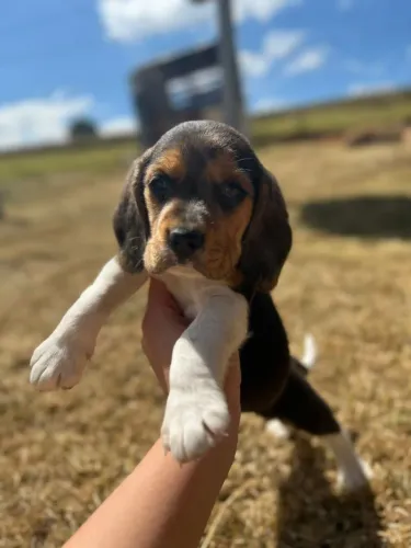 BEAGLE MARAVILHOSOS