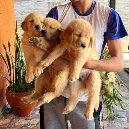 Golden retriever filhotes puros fêmeas e machos 