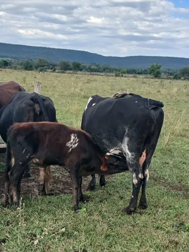 Bezerro jersolando de inseminação artificial 