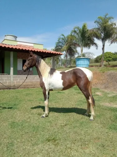 Potra Pampa de Castanho a venda.