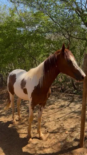Vende se potro mangalarga marchador com 20 meses .