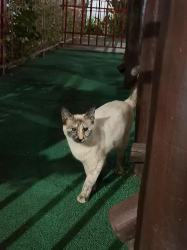 Gatinha superdócil.