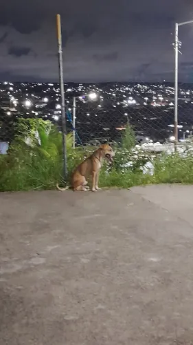 Pitbull procura namorada
