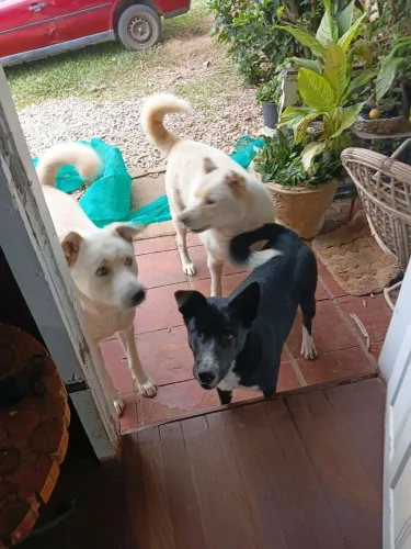 Akita Doação 
