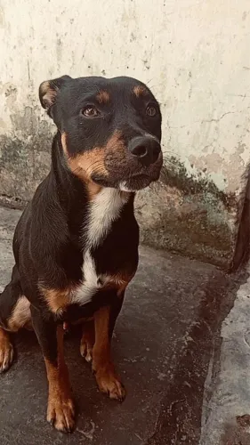 Adoção ?