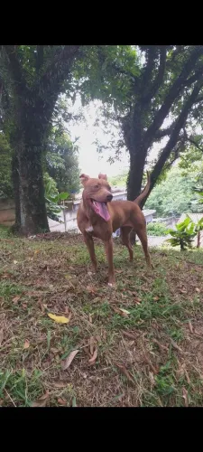 Doação Pitbull fêmea adulta 