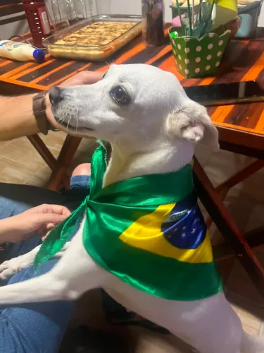 Pet fêmea para adoção
