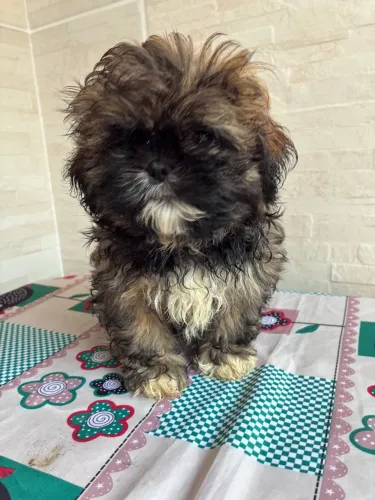 Filhote macho shihtzu
