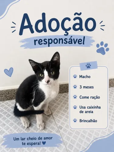 Filhote de gato para adoção responsável 