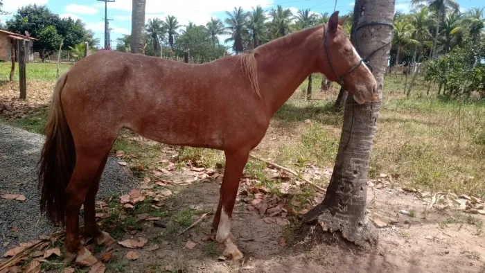 Égua MM