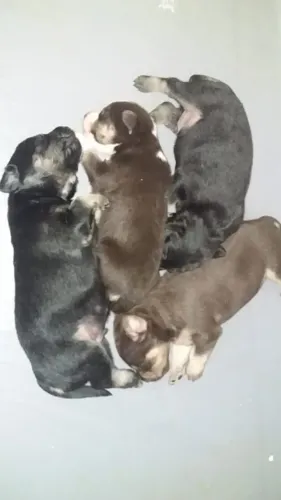 DOAÇÃO DE CACHORROS MACHO, MISTURA RACIADAS CAPA  PRETA E VIRALATAS