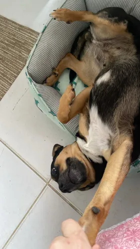 Adoção responsável - Procura-se novo lar ?