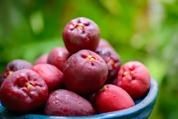 Mudas de jambo roxo  com 2 metros em Goiânia 