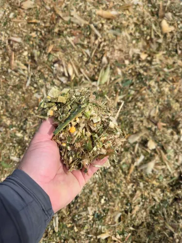 Silagem de milho com espigas