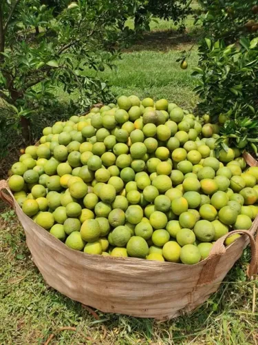 Fazenda de laranja a venda no interior de São Paulo!!!!!