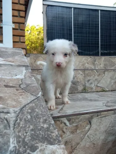 Border Collie  machinho blue merle com 49 dias já esta vacinado e tem pedigree 