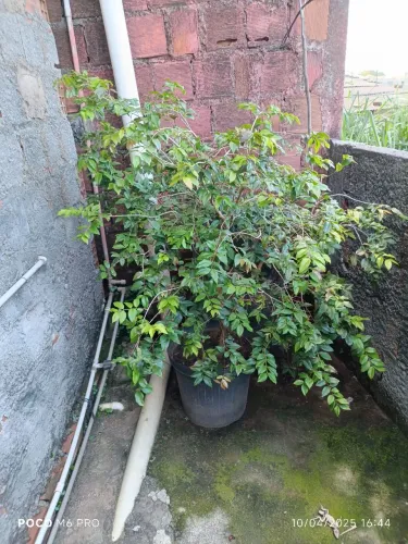 Jabuticaba
