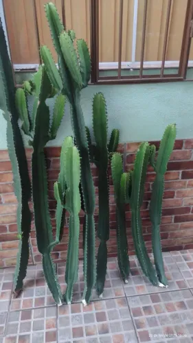 Vendo cactos ( leve 3 pague 2) ora pro nobis 