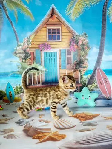 Gatinho Bengal Femea Brown Marcada