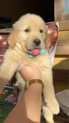 Filhotinhos lindos machinhos Golden retriever