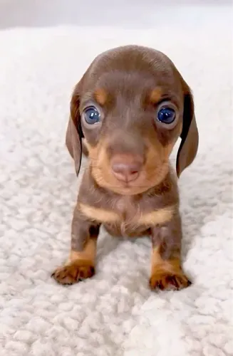 Daschund femea uma belezinha 