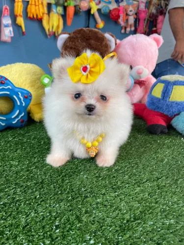 Spitz alemão fêmea anao $3.900,00