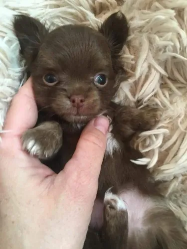 Chihuahua com excelente padrão