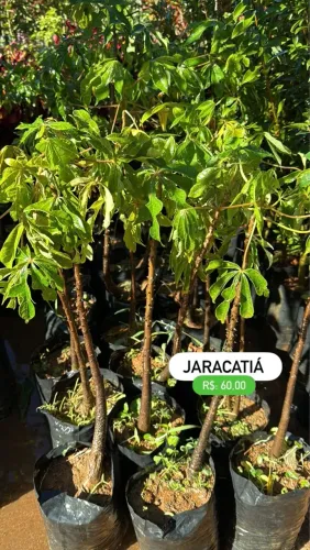 Mudas de Jaracatiá 