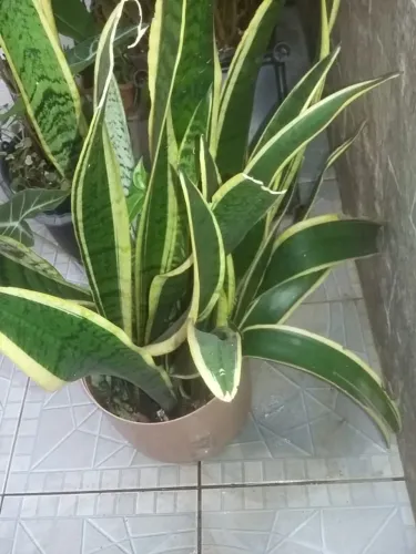 Muda de Planta "Espada de Santa Bárbara"