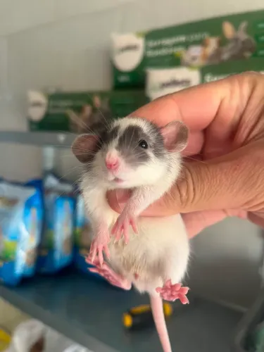 Ratos Twister filhotes Dumbo e Standard