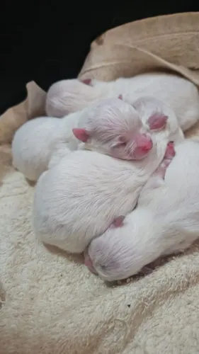 Spitz Lulu da Pomerânia 