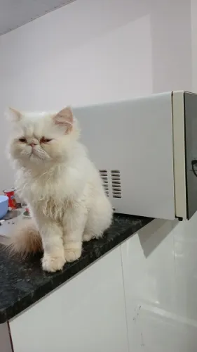 Gato persa macho