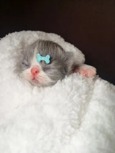 Filhote de gato persa ?